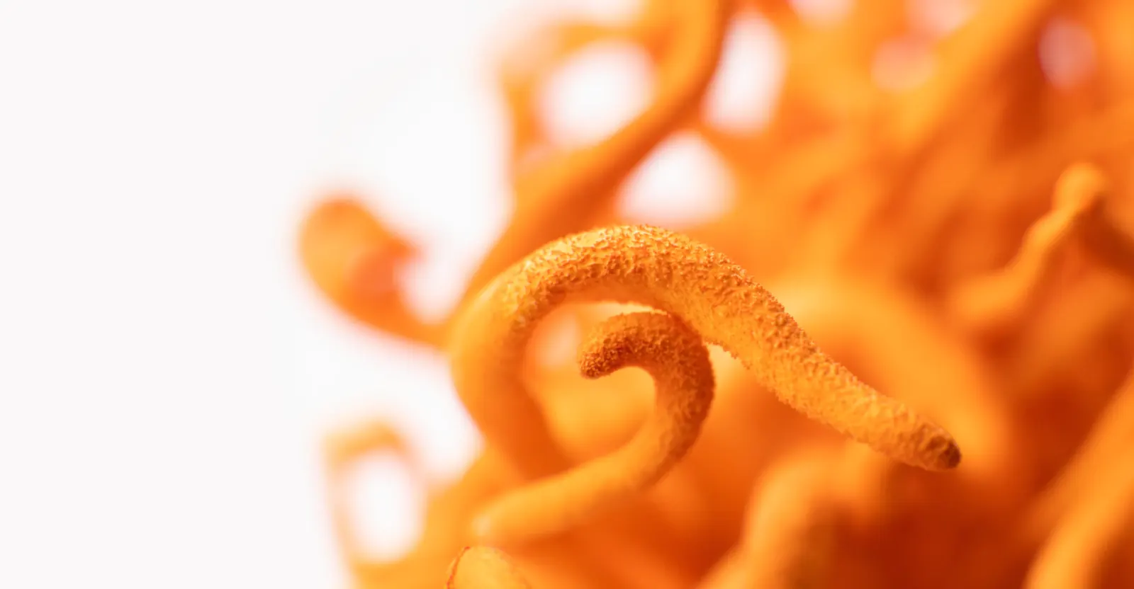 Cordyceps functional mushroom ingredient supplied by Bioshroom